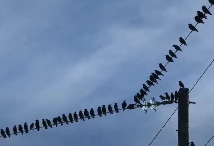 Tại sao chim không bị điện giật khi đậu trên dây điện?