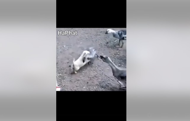 CLIP: Cuộc chạm trán kịch tính giữa cún con và ngỗng con, cái kết khiến ai cũng bất ngờ