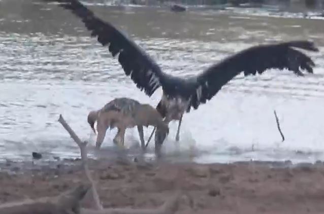 CLIP: Đụng độ chó rừng, cò nhận cái kết bi thảm