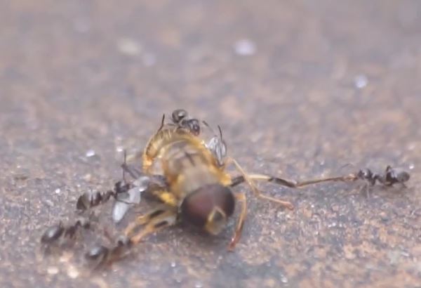 CLIP: Đi lạc vào địa bàn của kiến quân đội, ong bắp cày phải trả giá bằng cả tính mạng