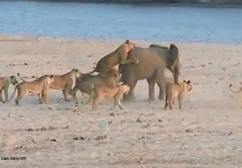 CLIP: Bầy sư tử 'xúm đen xúm đỏ' vẫn không thể hạ sát voi rừng