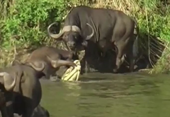 CLIP: Bị cá sấu ngoạm chân, trâu rừng con vẫn có màn thoát thân ngoạn mục
