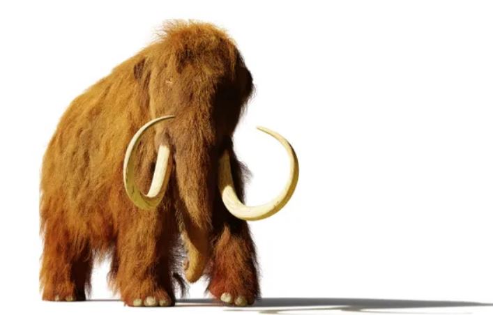 Phát hiện "bom tấn" ADN cổ đại: Voi ma mút lông xoăn lâu đời nhất Bắc Mỹ lộ diện