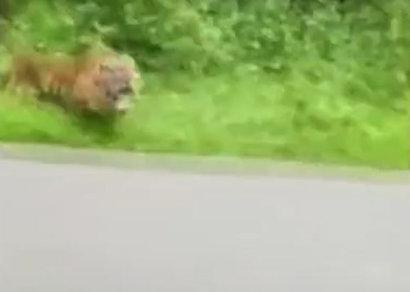 CLIP: Hổ điên cuồng truy sát người đi xe máy và cái kết