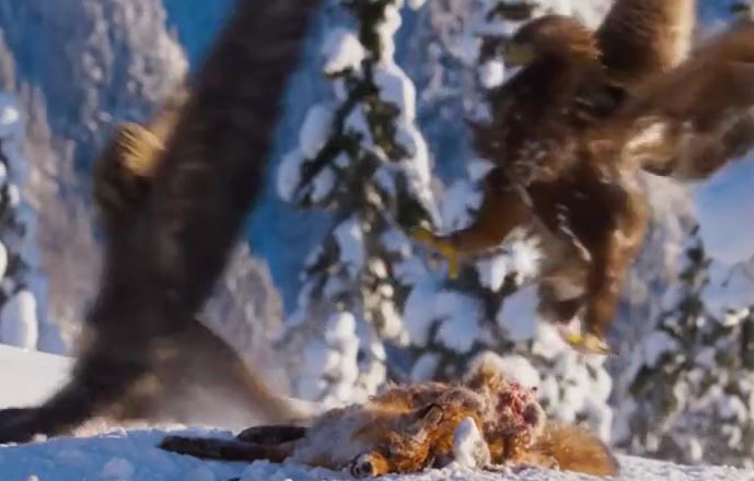 CLIP: Mãn nhãn trước màn đại chiến giành mồi của đại bàng