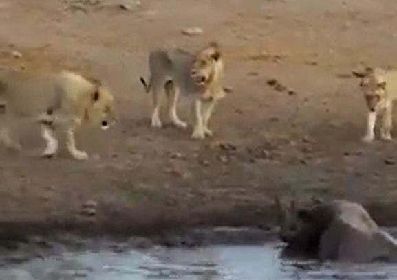 CLIP: Đang mang thai, tê giác bị 3 con sư tử truy sát và cái kết