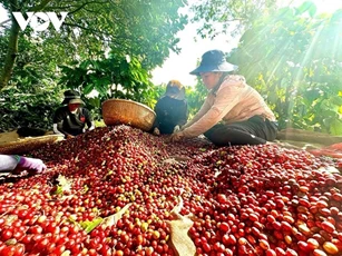 Giá nông sản ngày 14/4/2025: Cà phê, hồ tiêu tiếp tục duy trì đỉnh cao