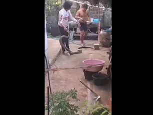 CLIP: Người đàn ông tay không khống chế rắn hổ mang chúa dài 3 mét