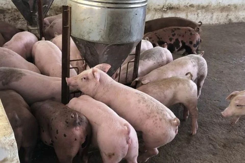 Giá heo hơi ngày 14/4/2025: Đà tăng mới liệu có khiến giá heo lập đỉnh?