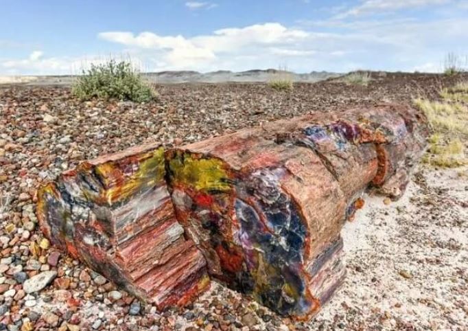 Việt Nam có loại gỗ tuổi thọ hàng trăm triệu năm: Cứng cáp chỉ sau kim cương, giá trị lên đến hơn 600 tỷ đồng