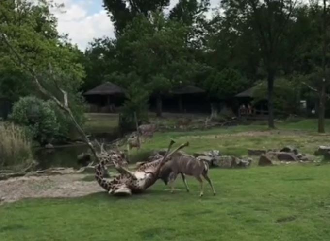 CLIP: Linh dương kudu nóng nảy truy đuổi rồi húc hươu cao cổ ngã chổng vó và cái kết