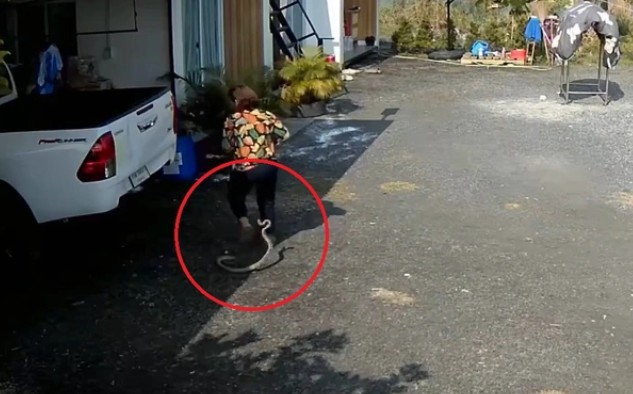 CLIP: Bị rắn tấn công bất ngờ khi đang đi trong sân, người phụ nữ  la hét hoảng sợ