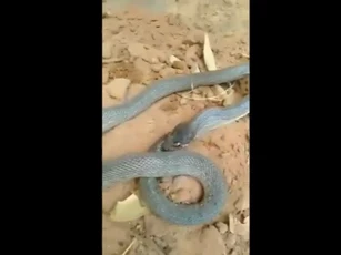 CLIP: Kinh hoàng khoảnh khắc rắn tự ăn chính mình, hành vi kỳ lạ khiến dân mạng rùng mình