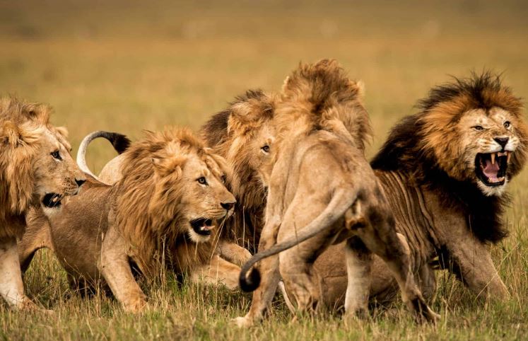 Rừng ở Việt Nam có sư tử không?