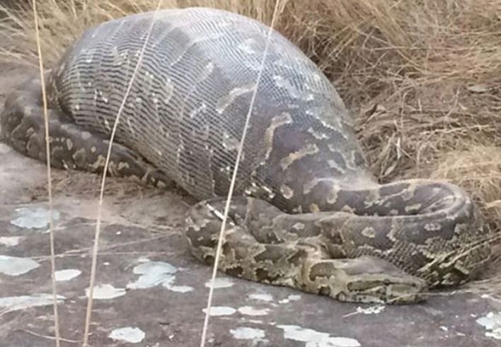 Tại sao trăn có thể nuốt chửng con mồi to hơn mình gấp nhiều lần?