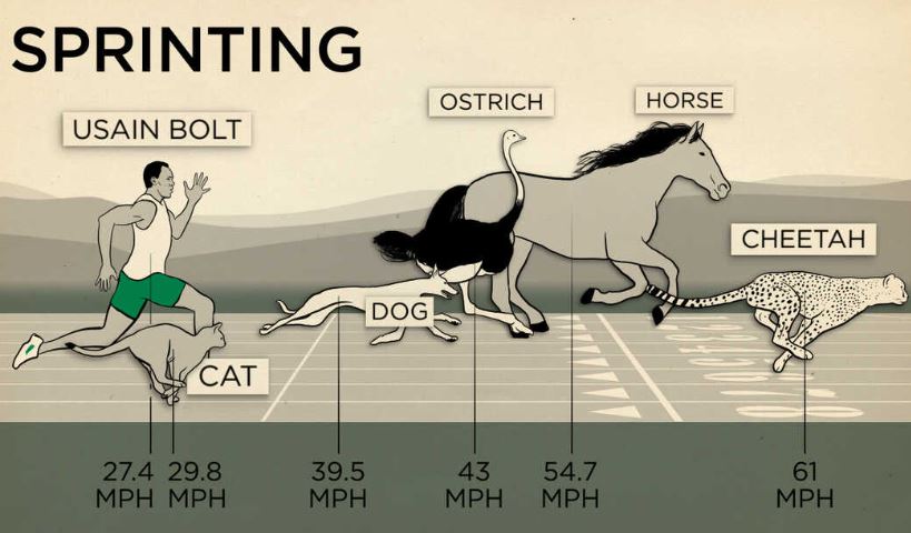 Vì sao con người lại chạy chậm hơn hầu hết các loài động vật?