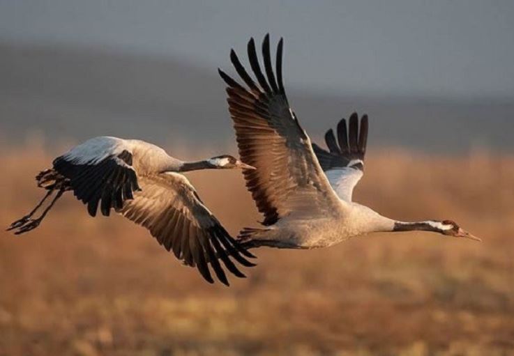 Cùng có cánh, nhưng tại sao có loài chim bay được, loài thì không?