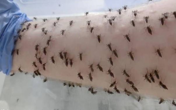 Quá trình hút máu của muỗi: Cuộc tấn công âm thầm đáng sợ