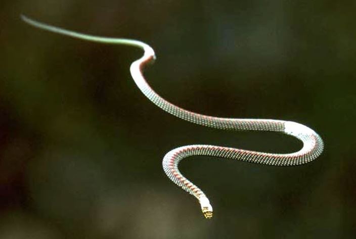 Kỳ lạ loài rắn không có cánh nhưng vẫn có thể bay vài chục mét, khá phổ biến ở Việt Nam