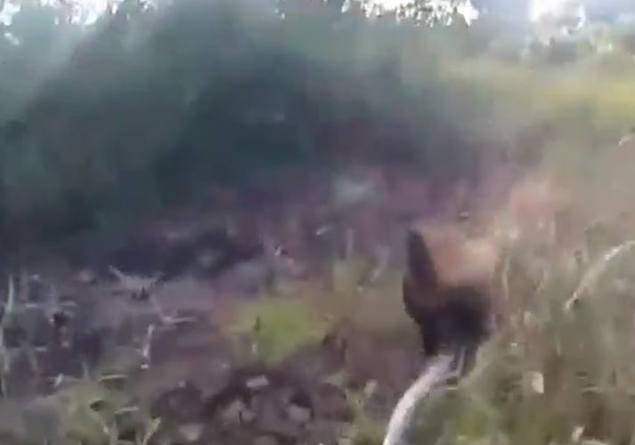 CLIP: Chó Becgie bị trăn gấm quấn chặt người và màn thoát thân đầy gay cấn