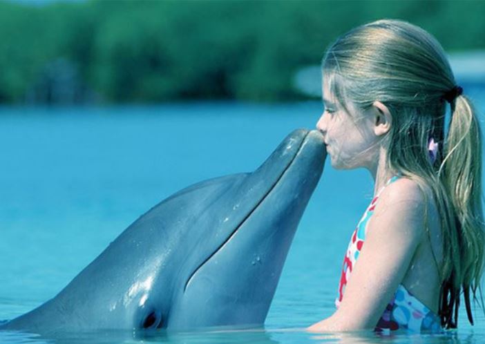 Tại sao cá heo thường hay cứu người?