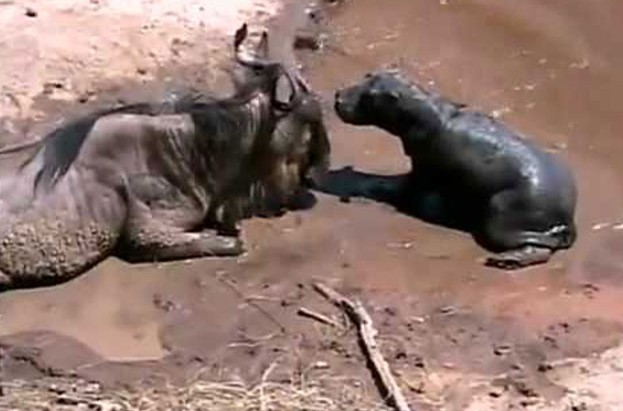 CLIP: Khoảnh khắc xót xa, hà mã con nhận nhầm linh dương bị thương là mẹ