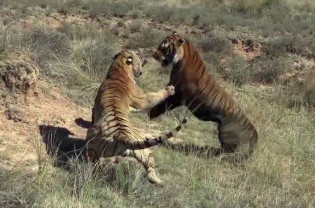 CLIP: Hổ ác chiến tàn khốc tới mức tử vong chỉ vì... tranh giành lãnh thổ