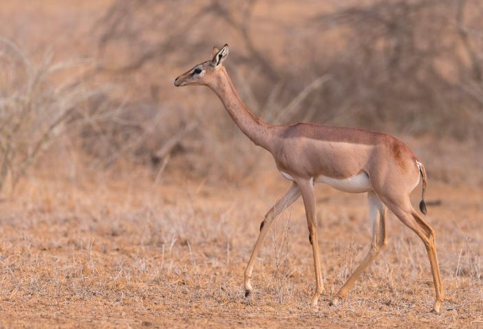 Kỳ lạ loài linh dương vẫn có thể sống cả đời mà không cần uống nước