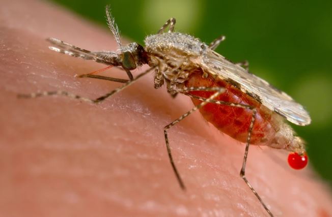 Muỗi – Kẻ thù của giấc ngủ hay mắt xích sinh thái không thể thiếu?