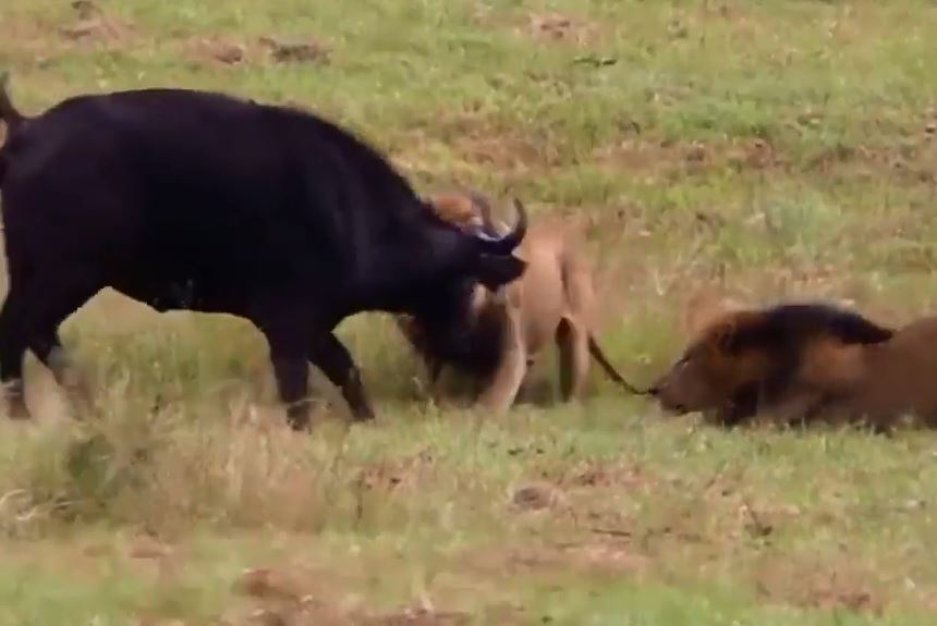 CLIP: Sư tử đực thể hiện sức mạnh đáng sợ, đoạt mạng mẹ con trâu rừng trong một nốt nhạc