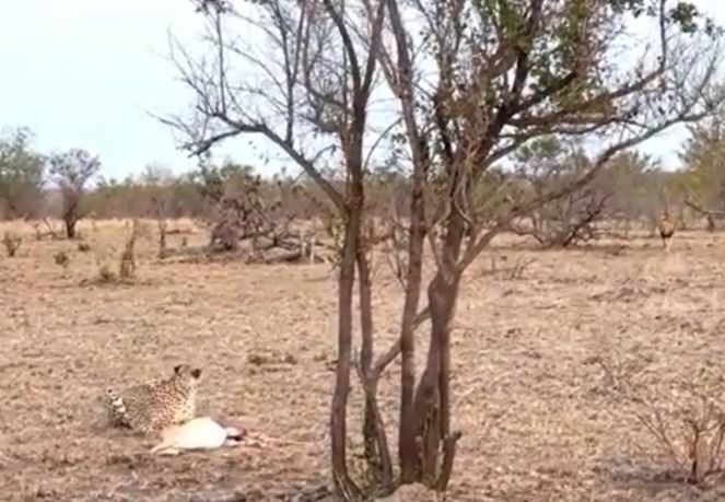 CLIP: Vừa hạ gục được linh dương, báo săn đã vội vàng bỏ chạy khi con vật này xuất hiện