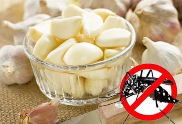 Mẹo đuổi muỗi hiệu quả bằng nguyên liệu tự nhiên, an toàn cho cả gia đình