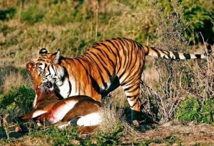 Vì sao các loài động vật ăn thịt trong tự nhiên thường không ăn thịt lẫn nhau?