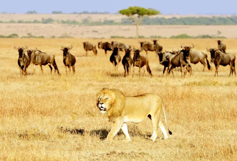 Động vật có bị ung thư không? Sự thật đáng suy ngẫm từ thế giới tự nhiên