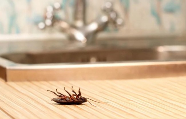 5 cách đuổi gián hiệu quả, không cần hóa chất