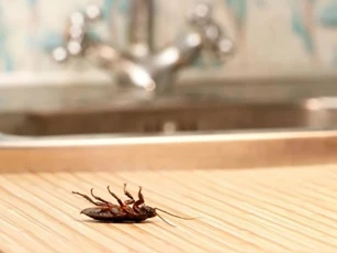 5 cách đuổi gián hiệu quả, không cần hóa chất