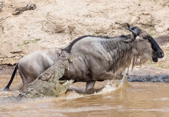 CLIP: Linh dương đầu bò thoát chết khó tin khi bị cá sấu tóm gọn