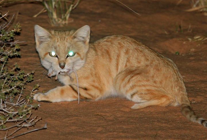Bí ẩn về 'sát thủ tí hon' giữa vùng cát bỏng: Ăn rắn độc, sống cả tháng không cần uống nước trên sa mạc khô cằn