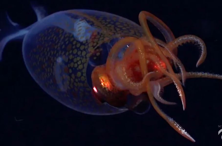 Mực khổng lồ hiếm hoi lần đầu tiên được ghi hình trong môi trường tự nhiên sau 100 năm phát hiện và kích thước khiến bạn bất ngờ!