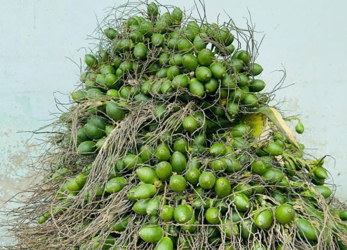 Thương lái ồ ạt thu mua cau với giá cao những năm gần đây để làm gì?
