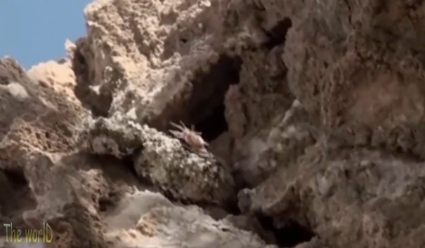 CLIP: Rắn đuôi nhện – Bậc thầy ngụy trang và săn mồi bằng mồi nhử sống động như thật