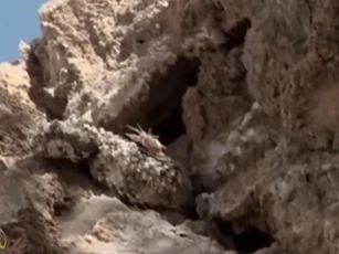 CLIP: Rắn đuôi nhện – Bậc thầy ngụy trang và săn mồi bằng mồi nhử sống động như thật