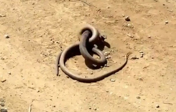 CLIP: Cuộc tử chiến nghẹt thở giữa hai con rắn hung dữ