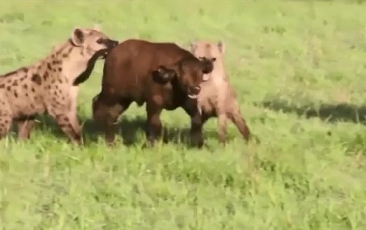 CLIP: Bầy linh cẩu đoạt mạng trâu rừng con bất chấp việc trâu rừng mẹ liều mạng chống trả