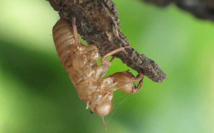 Xác ve sầu có tác dụng gì mà thương lái thu mua với giá lên tới 2 triệu đồng/kg?