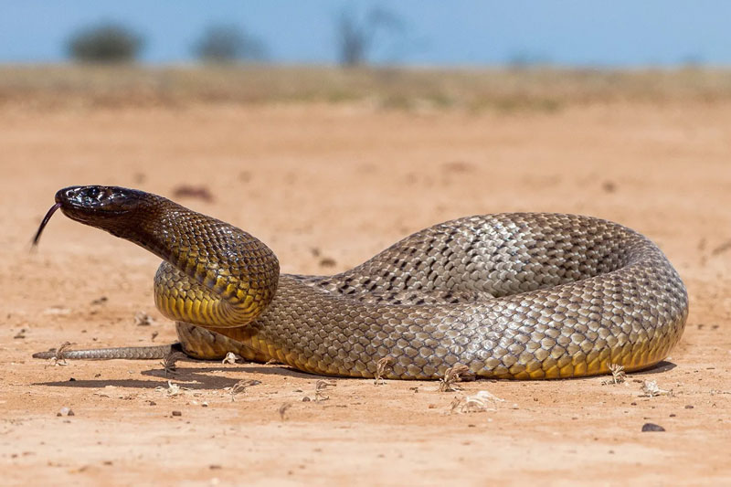 Loài rắn độc nhất thế giới: Chỉ cần vài miligram nọc có thể giết hàng ngàn người