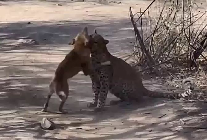 CLIP: Đang nằm nghỉ ngơi, chó nhà bị báo hoa mai tập kích bất ngờ và cái kết