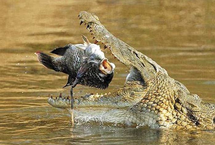 Tại sao cá sấu có thể nuốt mồi dưới nước mà không bị sặc? Bí mật nằm ở cấu tạo cổ họng độc đáo