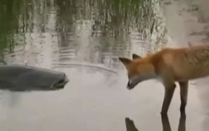 CLIP: Cáo 'ăn trộm' cá trê khổng lồ của ngư dân và cái kết bất ngờ