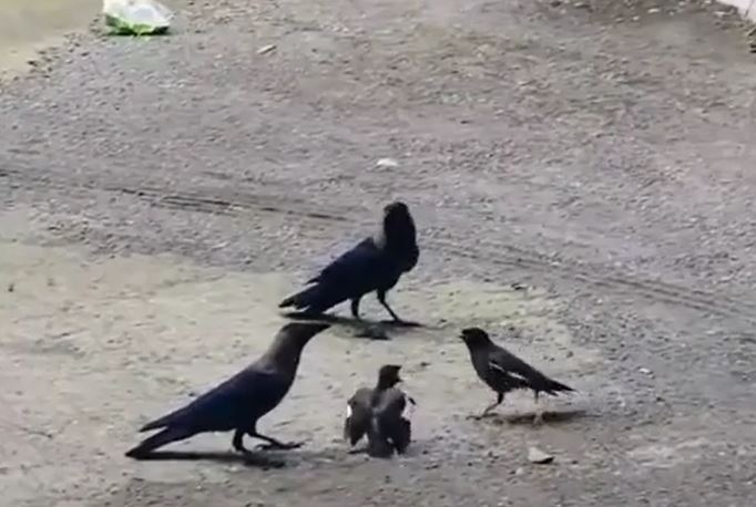 CLIP: Chim sáo đá liều mình đánh nhau với 2 con quạ để cứu con 